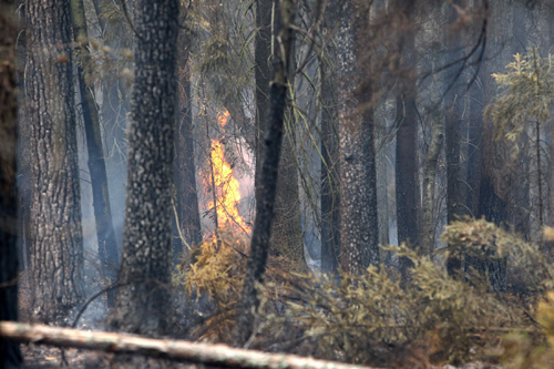 MOSCOW, Aug. 8, 2010  Trees burn at the forest near Orekhovo-Zuyevo village, Russia, Aug. 7, 2010. Soldiers and residents have been mobilized to put out forest fire day and night to prevent further disaster. (Credit Image: Â© Xinhua/ZUMApress.com)